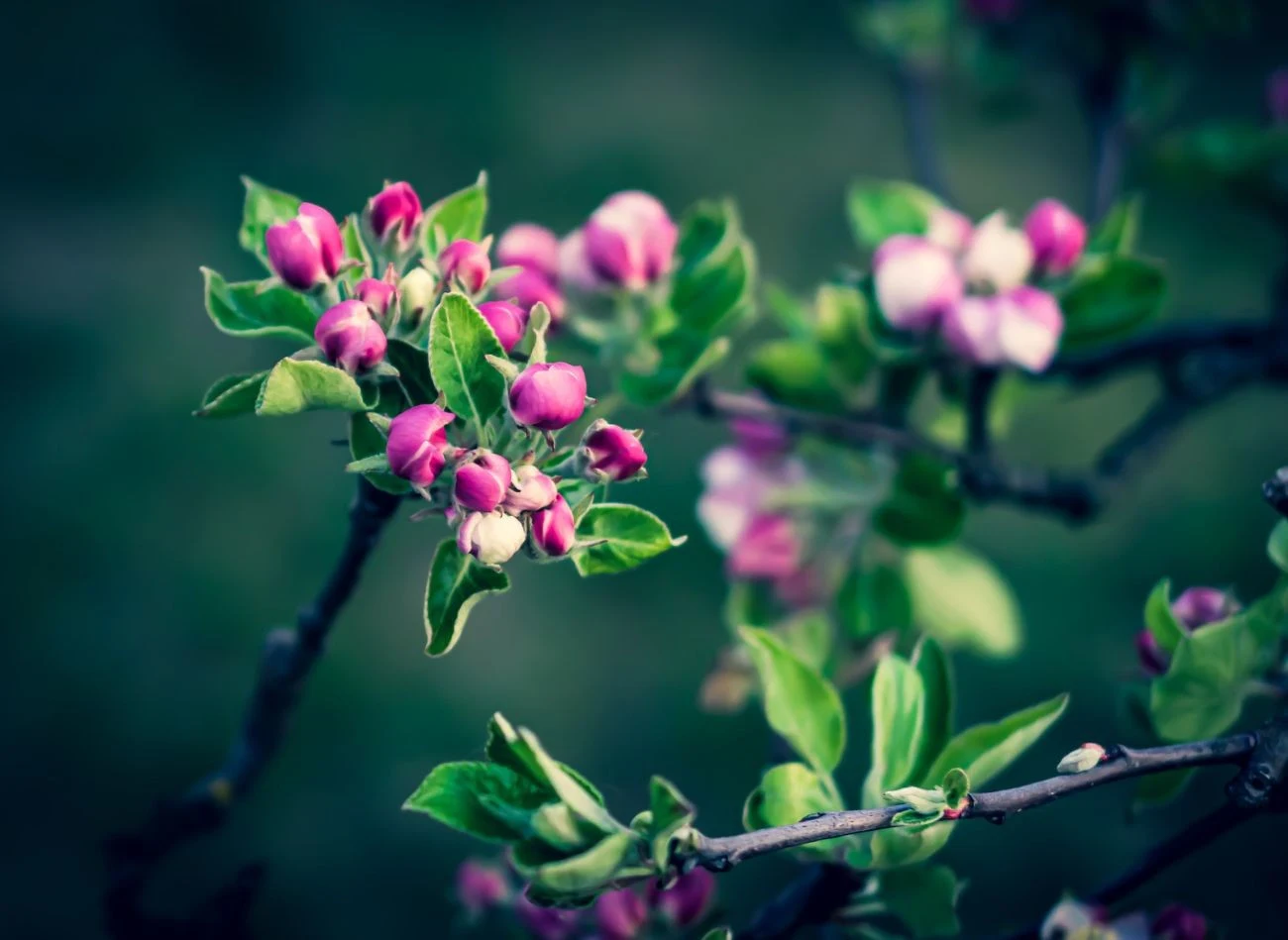 Głównym szkodnikiem jabłoni i grusz jest owocówka jabłkóweczka. Warto zrobić oprysk jeszcze w fazie kwitnienia drzew.