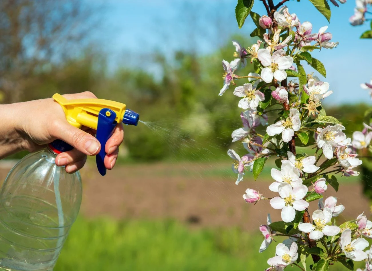 Aby skutecznie pozbyć się szkodników drzew owocowych, najlepiej zlikwidować dorosłe osobniki, zanim zdążą złożyć jaja.