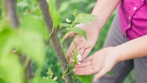 Siew fasolki szparagowej w kwietniu. Polecane odmiany i uprawa