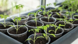 Zastosuj nawóz na wzmocnienie sadzonek pomidorów.