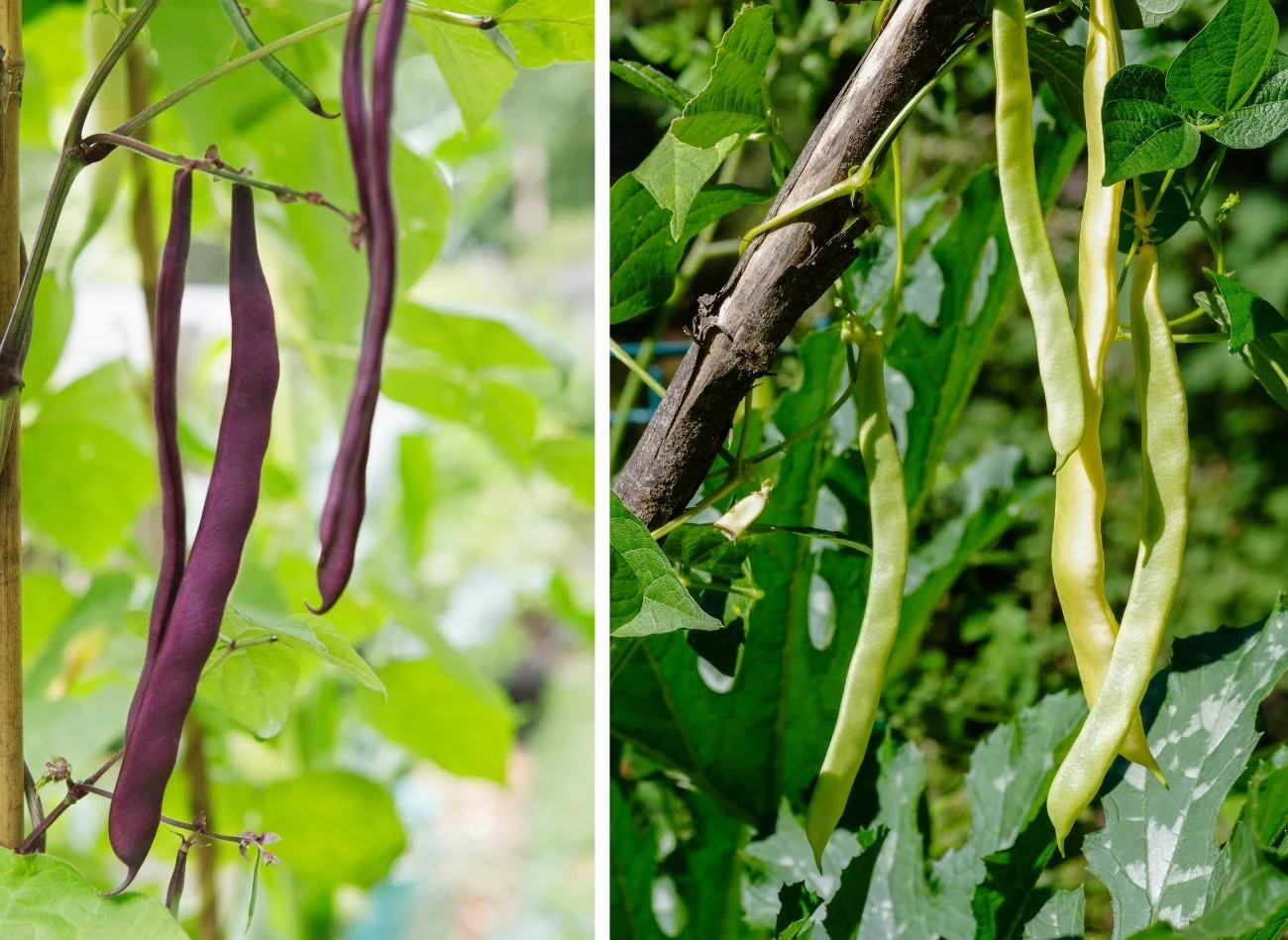 Przed siewem warto sprawdzić, jakie odmiany fasoli szparagowej będą najlepiej rosły w twoim ogrodzie. Fot. eurobanks/jatrax