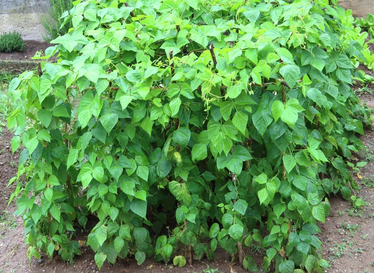 Fasolka szparagowa preferuje gleby lekkie, przepuszczalne, szybko nagrzewające się.