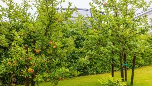 Czego nie sadzić obok drzew owocowych? Niektóre rośliny źle wpływają na ich wzrost i plonowanie.