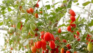 Pomidor Malinowy Smaczek to jedna z najlepszych odmian do uprawy w donicy.