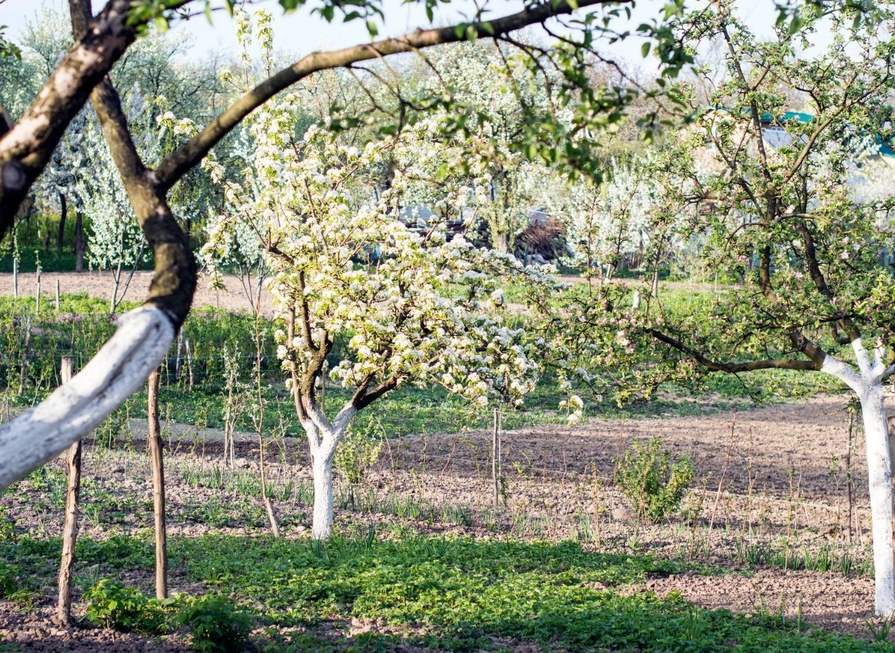 By drzewa owocowe mogły swobodnie się rozwijać i wydawać owoce, nie wystarczy tylko regularnie je przycinać i nawozić.