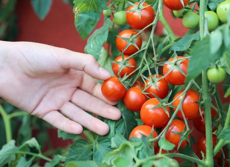 Istnieje wiele odmian pomidorów, które obficie owocują w donicy