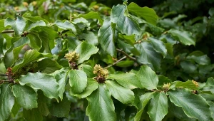 Parocja perska - uprawa i zastosowanie