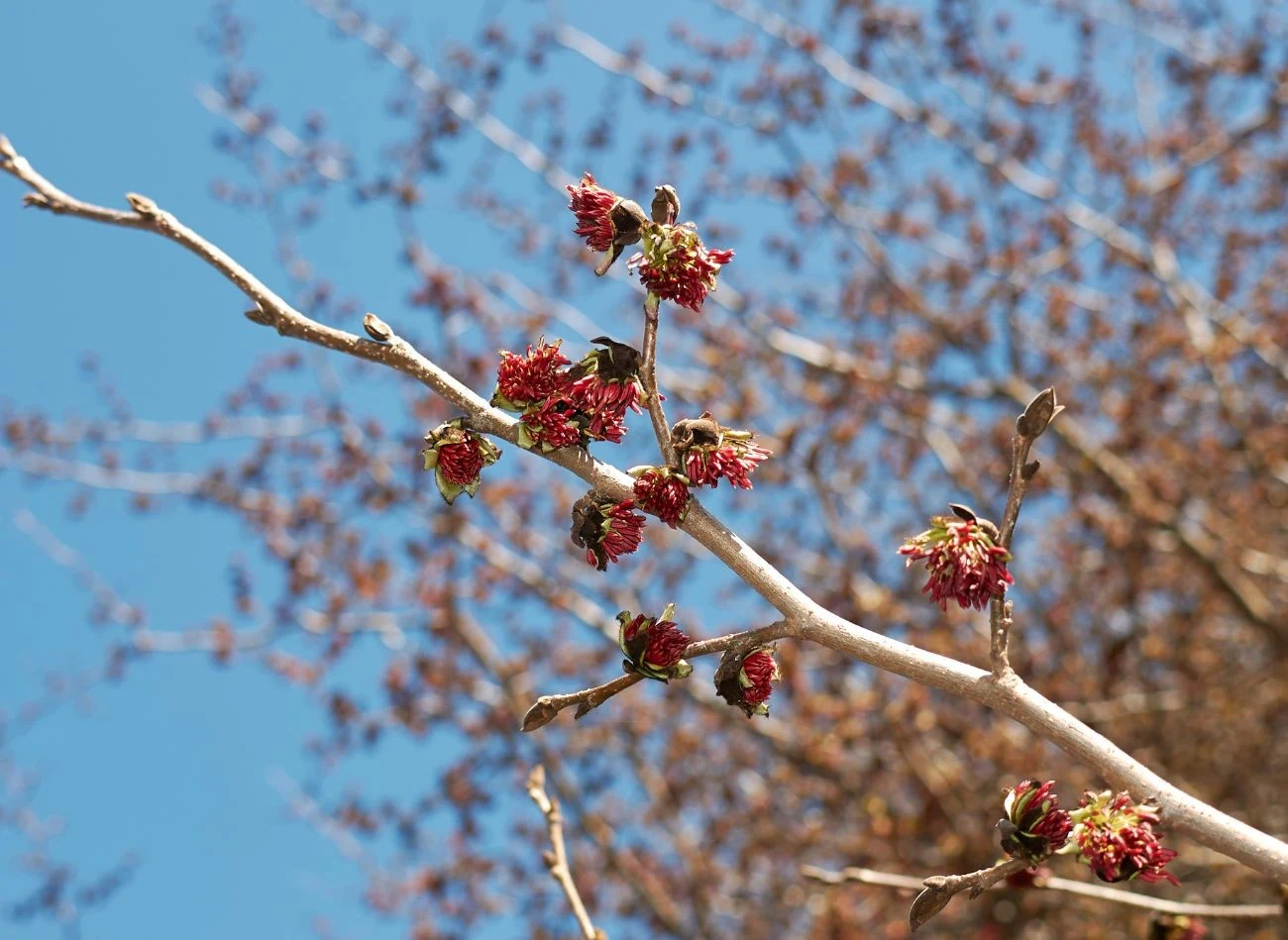 Wiosną na parocji perskiej pojawiają się czerwone kwiaty. Nietypowe, bo bez płatków.