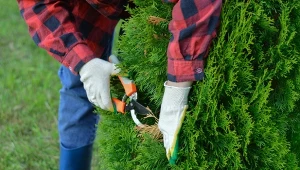 Cięcie tui na wiosnę służy odmłodzeniu rośliny, pobudzeniu jej do wzrostu oraz zagęszczeniu.