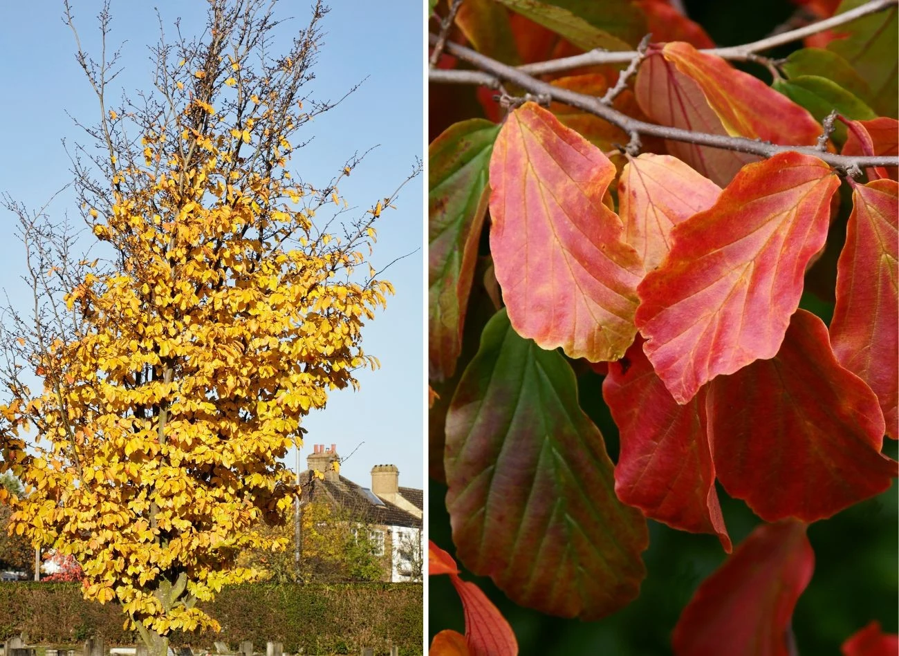 Największym atutem parocji są jej piękne liście, które zmieniają kolor wraz z porami roku. Fot. whiteway/Maria Brzostowska
