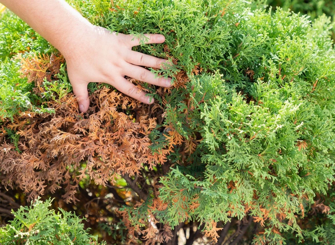 Po zimie tuje potrzebują dużo wody i solidnego ciecia, które pobudzi je do wzrostu.