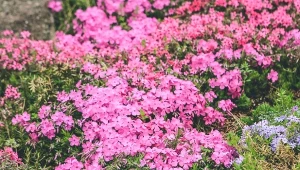 Floks skrzydlaty kwitnie od kwietnia do czerwca, tworząc w ogrodzie gęste, kolorowe dywany.