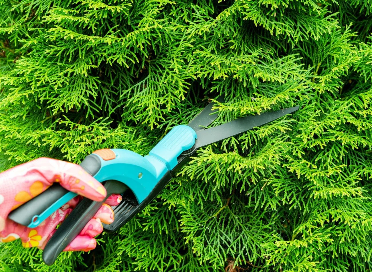 Po cięciu podlewaj tuje dwa razy w tygodniu. Dobrze jest też używać w tym czasie nawozów.