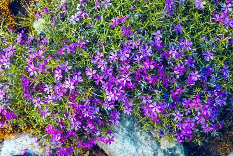 Floks skrzydlasty występuje w wielu gatunkach, które można łączyć na rabatach.