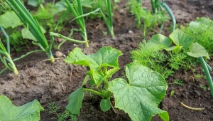 Kiedy siać ogórki? Jakie naturalne nawozy zastosować w pierwszych tygodniach uprawy?