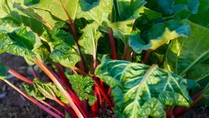 Rabarbar wymaga regularnego nawożenia. co najlepiej się sprawdzi?
