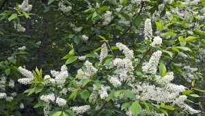 Skuteczny oprysk na kleszcze można zrobić liści i gałązek czeremchy.