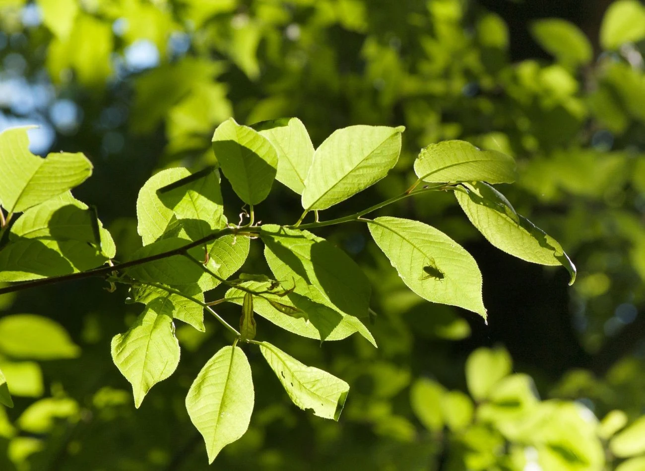 Gałązki czeremchy potnij tak, aby były jak najbardziej rozdrobnione, zalej wodą i doprowadź do wrzenia.