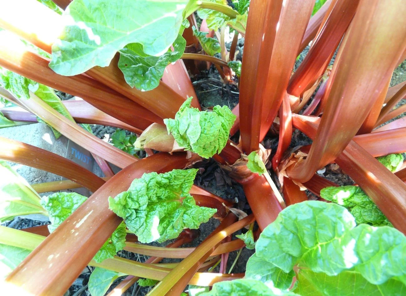 Rabarbar ma wiele odmian, któe róznia się smakiem i wielkością.