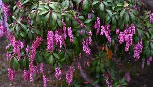 Niektóre odmiany pierisa japońskiego mają intensywnie różowe kwiaty.