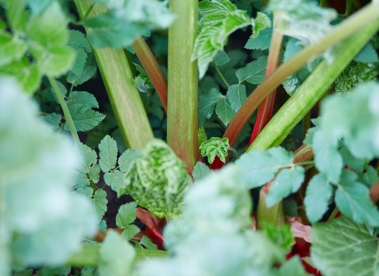Rabarbar najlepiej rośnie na stanowiskach słonecznych lub lekko zacienionych.