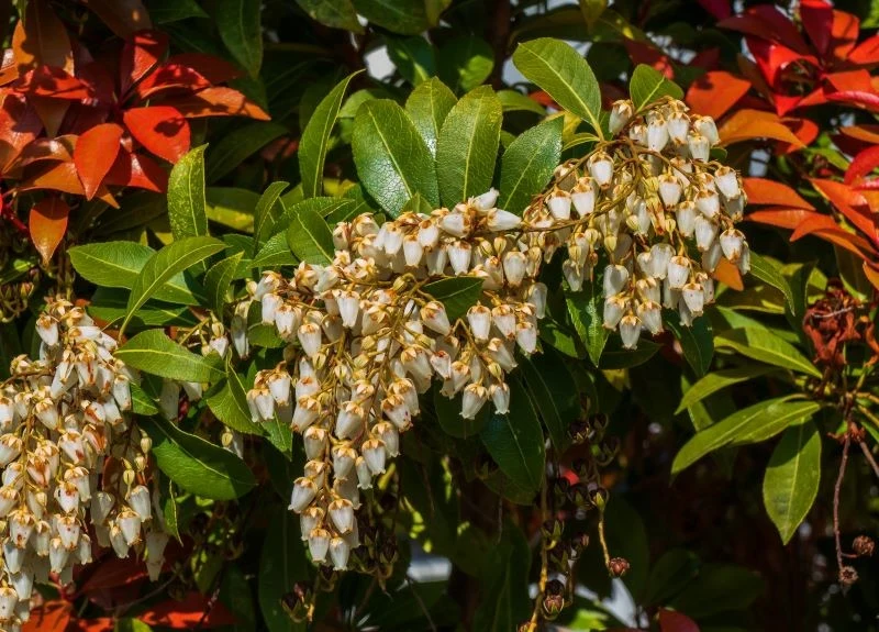 Wiosenne przyrosty pierisa japońskiego mogą mieć szkarłatny kolor