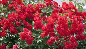 Do bujnego kwitnięcia róże potrzebują potasu i fosforu. Jak w naturalny sposób zapewnić je krzewom?