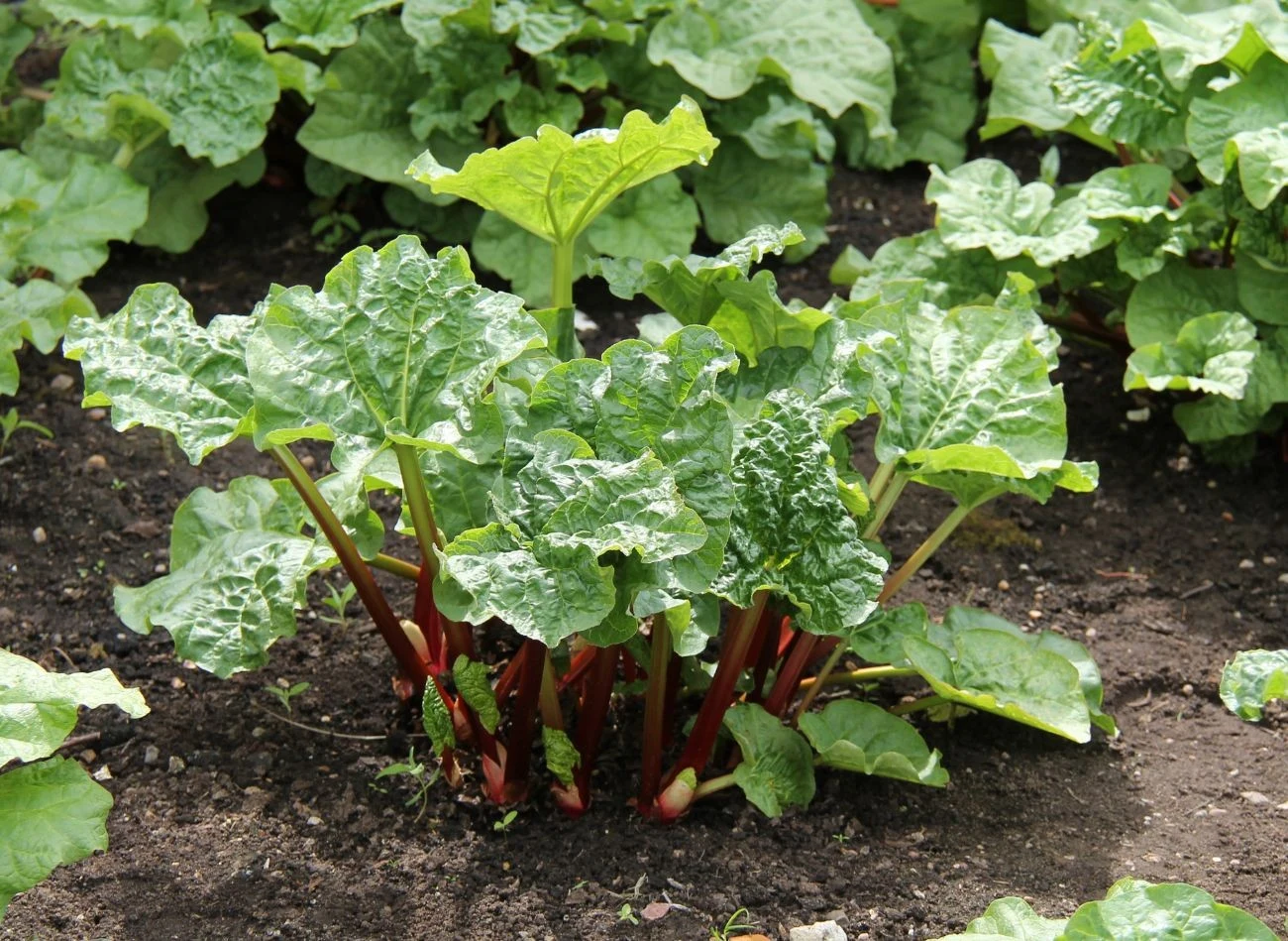 Wiosenne sadzenie jest polecane w chłodniejszych regionach Polski, ponieważ pozwala roślinie ukorzenić się przed nastaniem upałów i suszy.