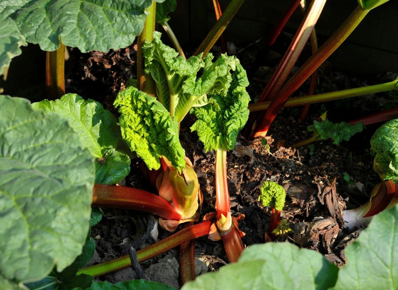 W okresie wzrostu rabarbaru (od kwietnia do czerwca) nawożenie organiczne stosujemy co