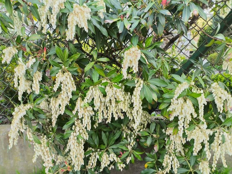 Pierisa japońskiego warto wyściółkować