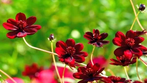 Kosmosy występują w wielu pięknych odmianach. Kwitną od czerwca aż do pierwszych przymrozków.