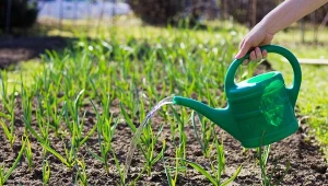 Czego potrzebuje czosnek na wiosnę? Podlewanie i nawożenie to podstawa.