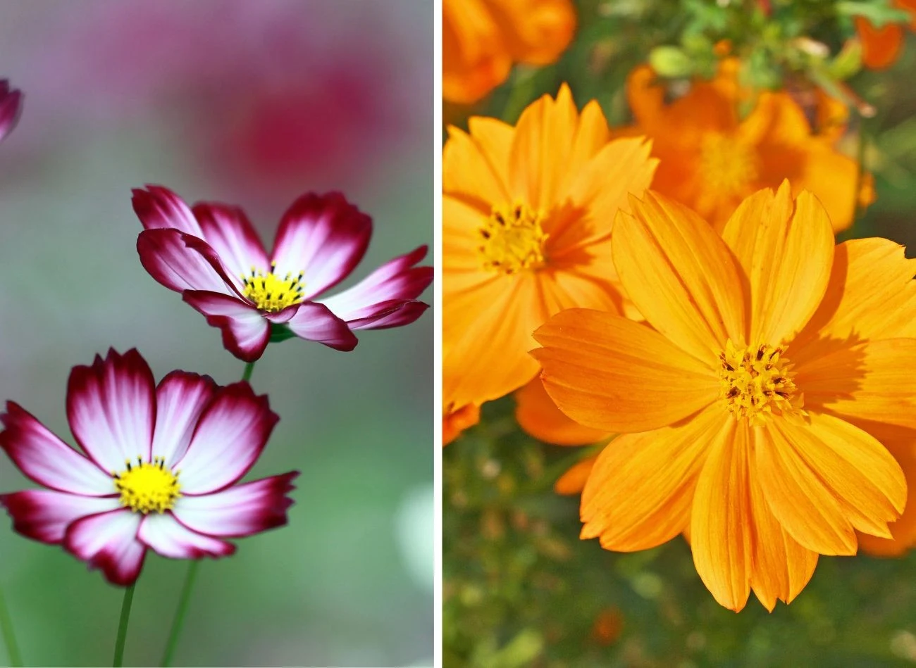 Różnorodność i obfitość kolorów pozwala dopasować odpowiednią odmianę do potrzeb w ogrodzie