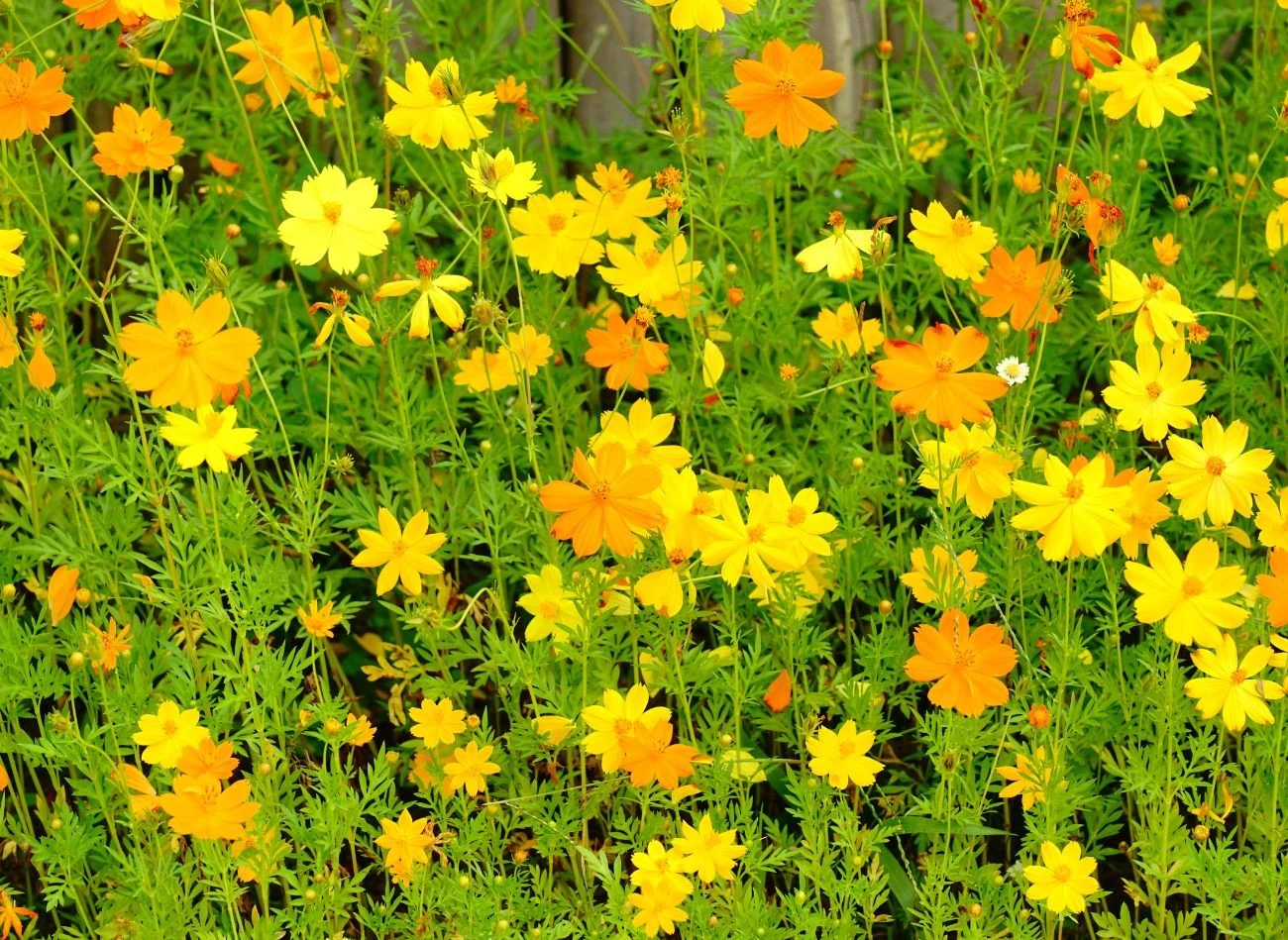 Kosmosy lubią stanowiska słoneczne i niezbyt żyzne podłoże