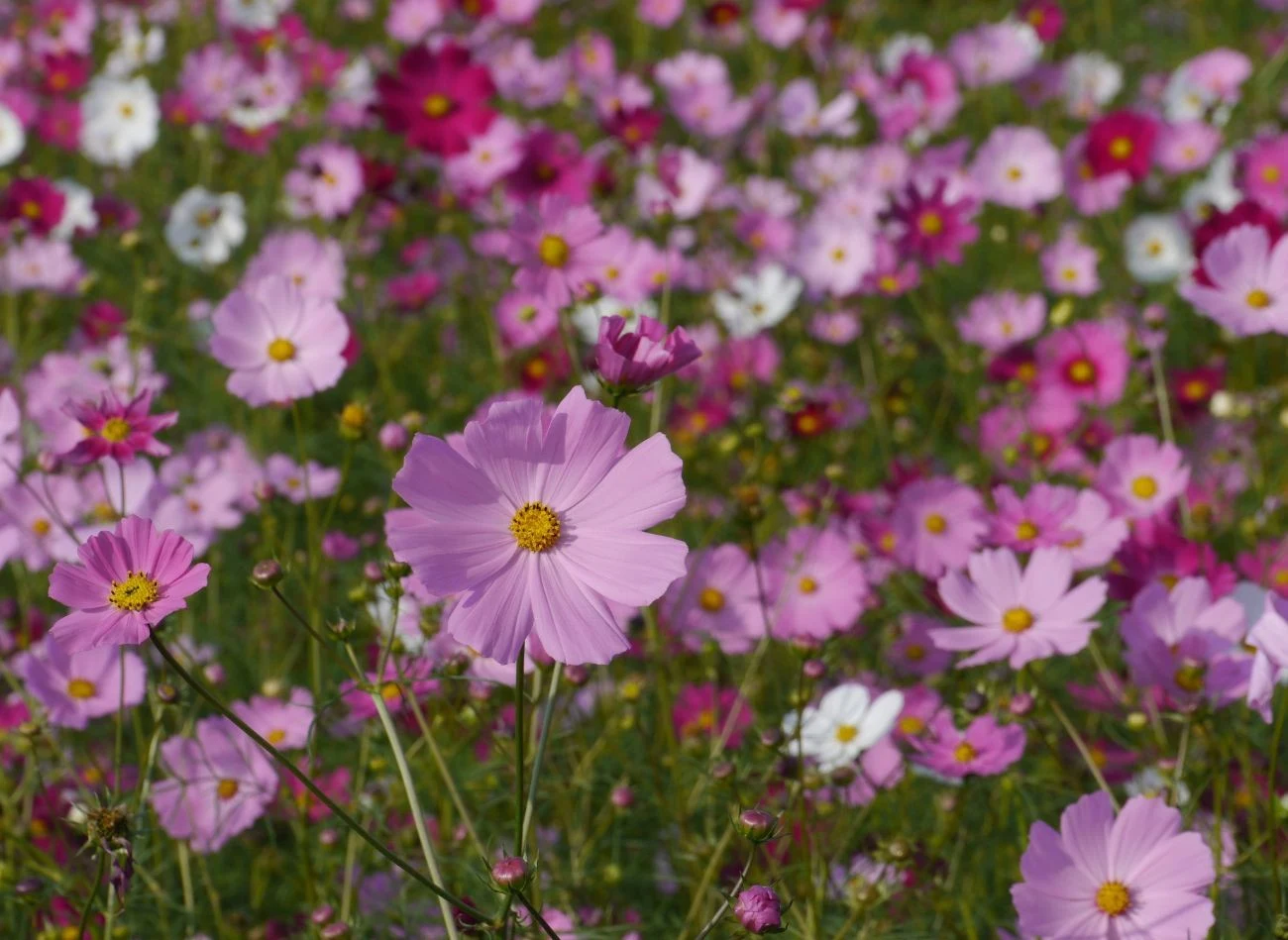 Raz posadzone kosmosy łatwo się rozsiewają, dlatego można je mieć w ogrodzie długie lata