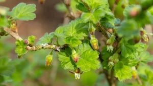 Czarna porzeczka zaczyna kwitnąć na przełomie kwietnia i maje. Czym wtedy nawozić krzewy?