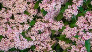 Kolkwicja chińska - sadzenie, uprawa, wymagania