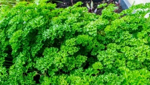 Pietruszka naciowa Astra - uprawa i właściwości