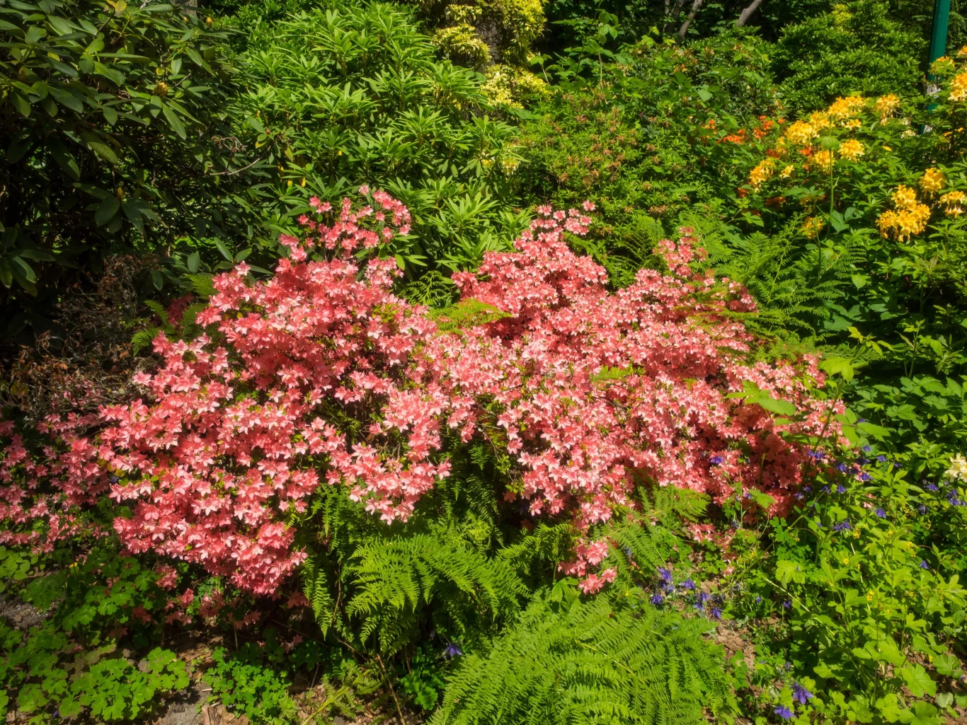 Kolkwicja chińska wystepuje w kilku ciekawych odmianach, które różnią się m
