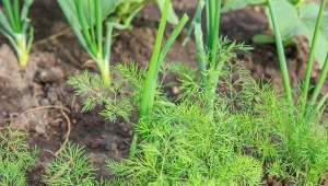 To, co posadzisz obok kopru, ma ogromny wpływ na przyszłe zbiory.