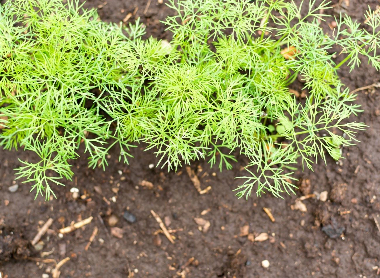 Koper można wysiewać przez cały rok, ale najlepszym terminem jest połowa kwietnia