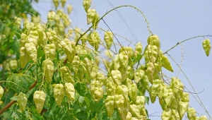 Mydleniec wiechowaty - uprawa i zastosowanie w ogrodzie