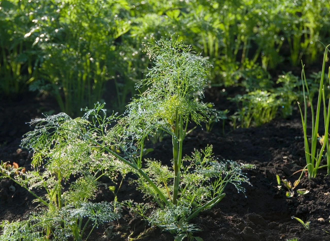 Koperek ma określone preferencje, jeśli chodzi o uprawę współrzędną. Nie w każdym towarzystwie dobrze rośnie.