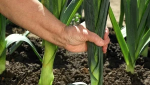 Bielenie warzyw bardzo dobrze sprawdza się w uprawie pora.