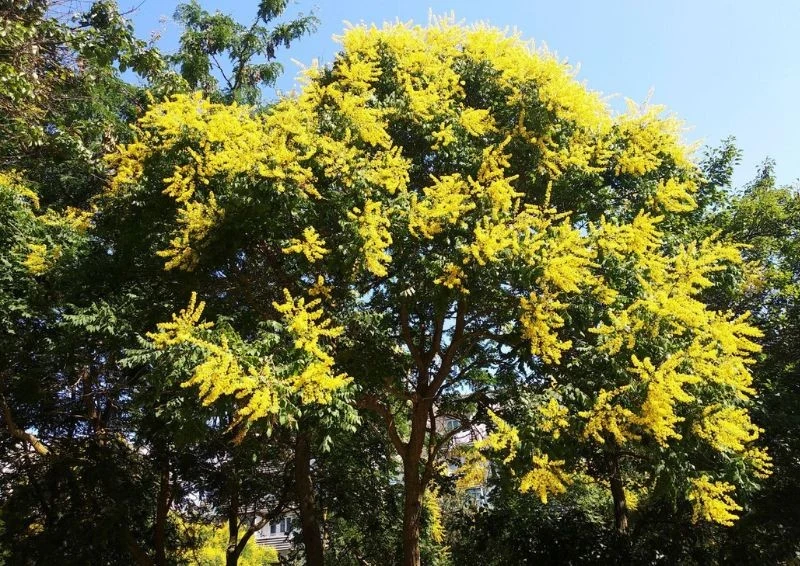 W lecie mydleniec wiechowaty pokrywa się drobnymi, złocistymi kwiatami