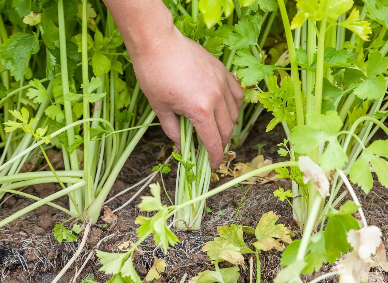 Bielenie selera naciowego poprawia jego smak.