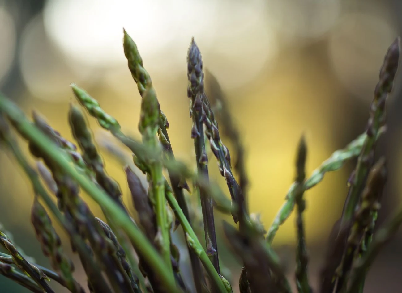 Szparagi można bielić, stosując metodę z kopcami lub przykrywając rzędy szparagów czarną folią ogrodniczą.