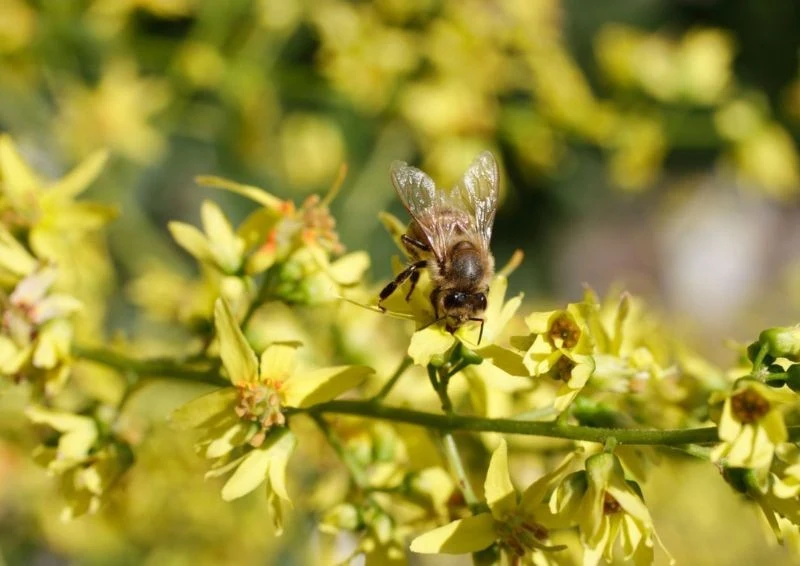 Roztrzeplin to roślina miododajna