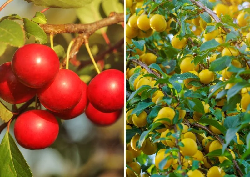 Jest kilka ciekawych odmian mirabelki. Fot. luboivanko/photovs