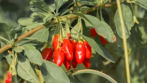 Kolcowój szkarłatny - wymagania i uprawa